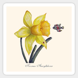 Future Botanical Studies - Daffodil Magnet